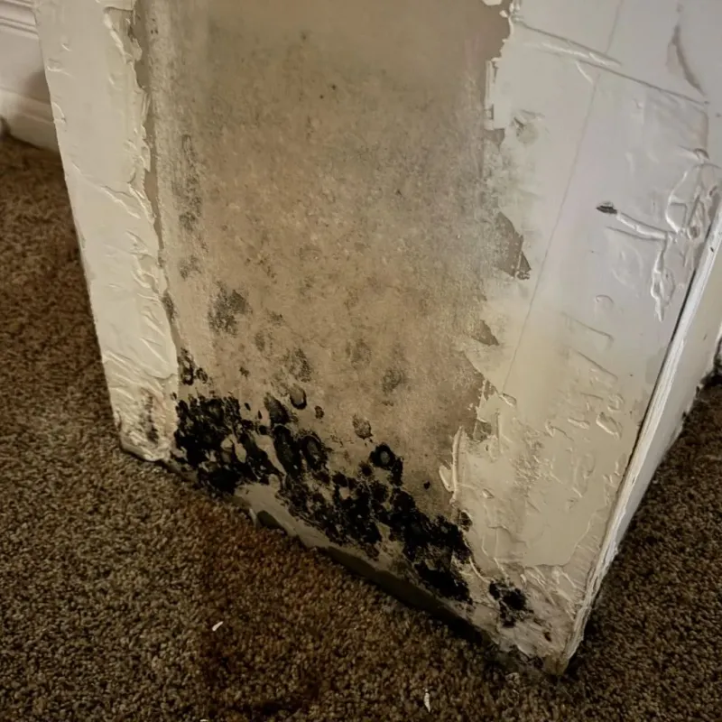 Professional Mold Removal in Humble, TX